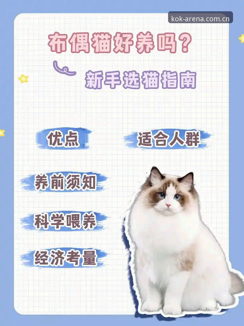 2026KOK平台好用吗 2026KOK平台好用吗?一份新手必看的详细使用指南